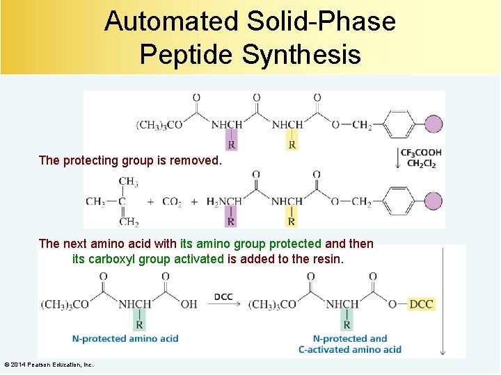 Automated Solid-Phase Peptide Synthesis The protecting group is removed. The next amino acid with