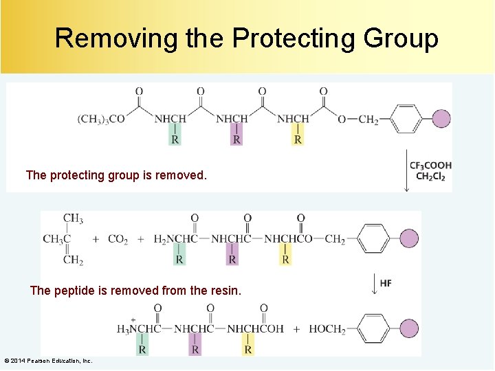 Removing the Protecting Group The protecting group is removed. The peptide is removed from