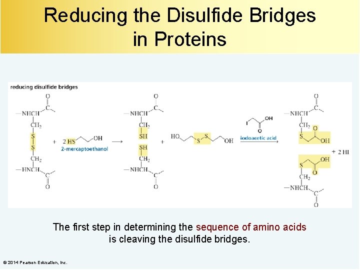 Reducing the Disulfide Bridges in Proteins The first step in determining the sequence of