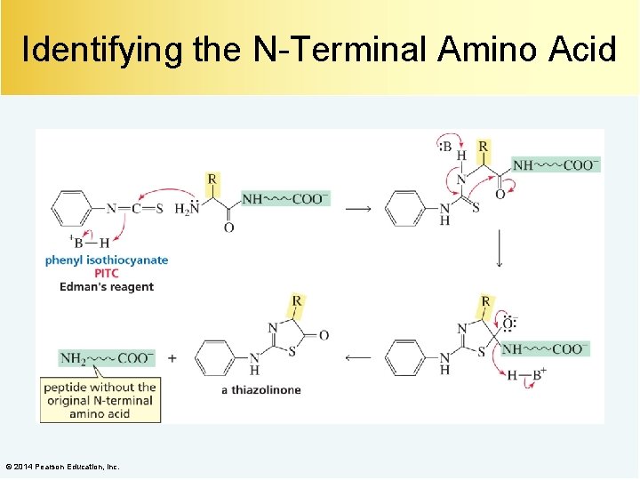Identifying the N-Terminal Amino Acid © 2014 Pearson Education, Inc. 