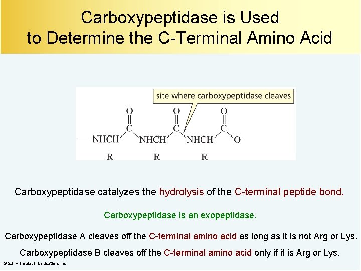 Carboxypeptidase is Used to Determine the C-Terminal Amino Acid Carboxypeptidase catalyzes the hydrolysis of