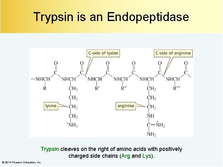 Trypsin is an Endopeptidase Trypsin cleaves on the right of amino acids with positively