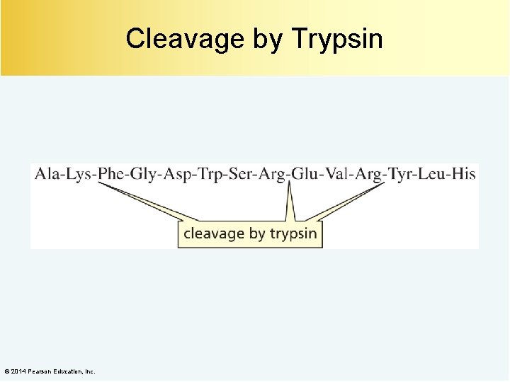 Cleavage by Trypsin © 2014 Pearson Education, Inc. 