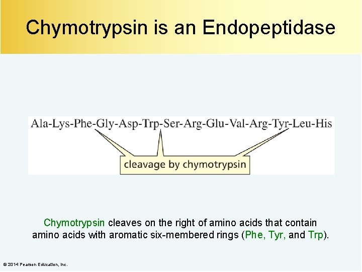 Chymotrypsin is an Endopeptidase Chymotrypsin cleaves on the right of amino acids that contain