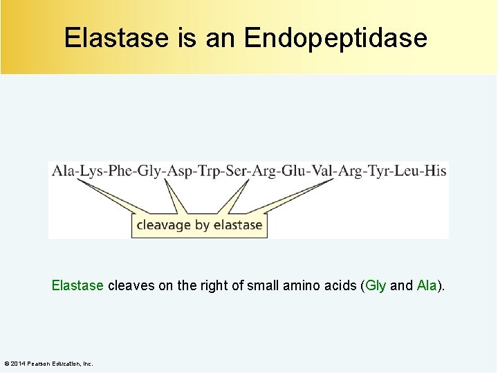 Elastase is an Endopeptidase Elastase cleaves on the right of small amino acids (Gly