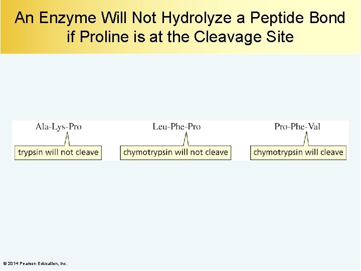 An Enzyme Will Not Hydrolyze a Peptide Bond if Proline is at the Cleavage