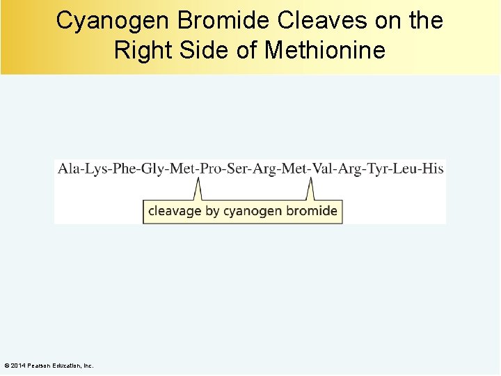 Cyanogen Bromide Cleaves on the Right Side of Methionine © 2014 Pearson Education, Inc.