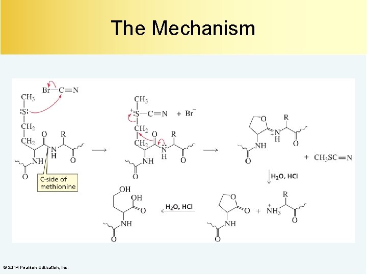 The Mechanism © 2014 Pearson Education, Inc. 