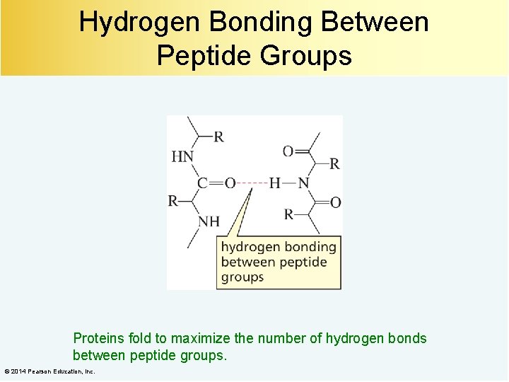 Hydrogen Bonding Between Peptide Groups Proteins fold to maximize the number of hydrogen bonds