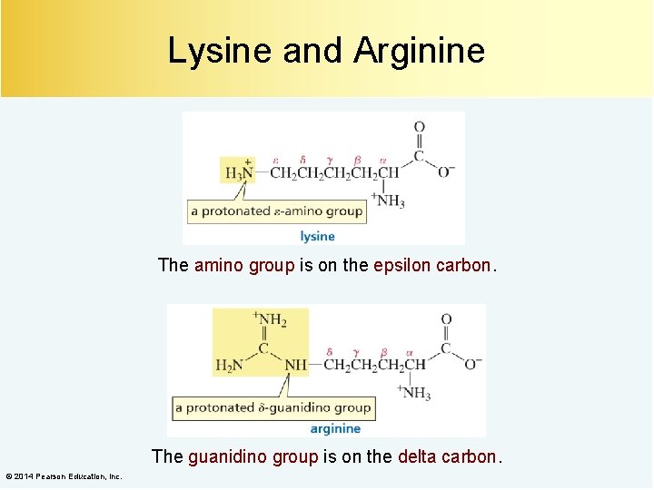 Lysine and Arginine The amino group is on the epsilon carbon. The guanidino group