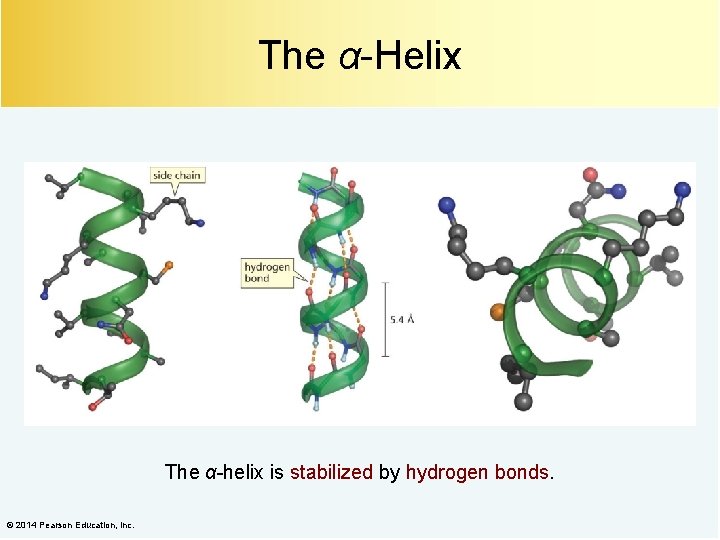 The α-Helix The α-helix is stabilized by hydrogen bonds. © 2014 Pearson Education, Inc.