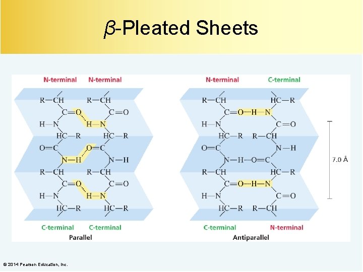 β-Pleated Sheets © 2014 Pearson Education, Inc. 