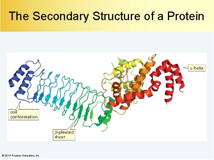 The Secondary Structure of a Protein © 2014 Pearson Education, Inc. 