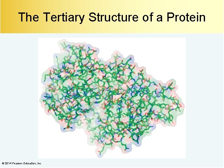 The Tertiary Structure of a Protein © 2014 Pearson Education, Inc. 