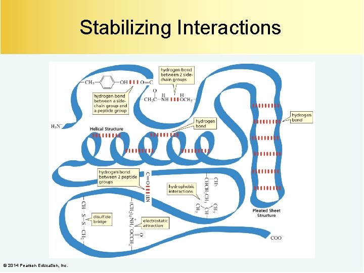 Stabilizing Interactions © 2014 Pearson Education, Inc. 