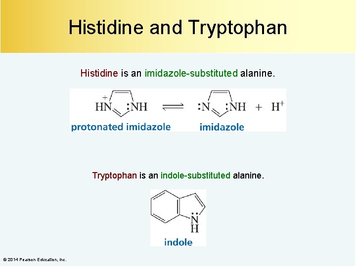 Histidine and Tryptophan Histidine is an imidazole-substituted alanine. Tryptophan is an indole-substituted alanine. ©