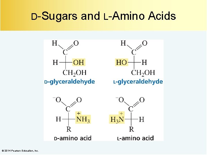 D-Sugars © 2014 Pearson Education, Inc. and L-Amino Acids 