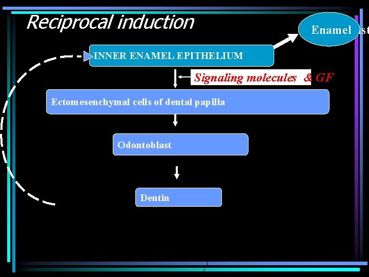 Reciprocal induction Ameloblast Enamel INNER ENAMEL EPITHELIUM Signaling molecules & GF Ectomesenchymal cells of
