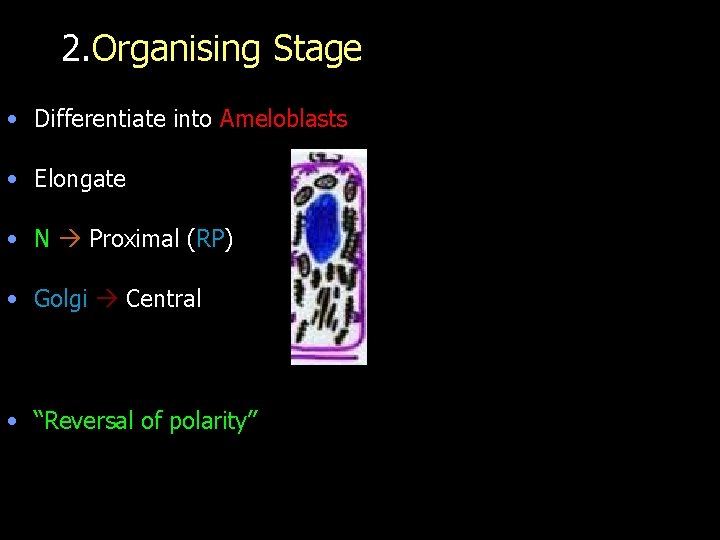 2. Organising Stage • Differentiate into Ameloblasts • Elongate • N Proximal (RP) •