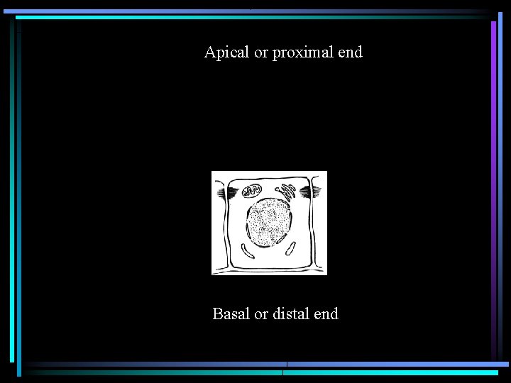 Apical or proximal end Basal or distal end 