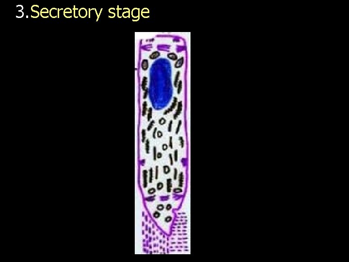 3. Secretory stage 