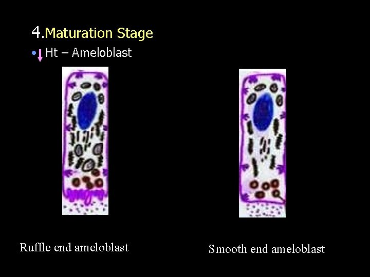 4. Maturation Stage • Ht – Ameloblast Ruffle end ameloblast Smooth end ameloblast 