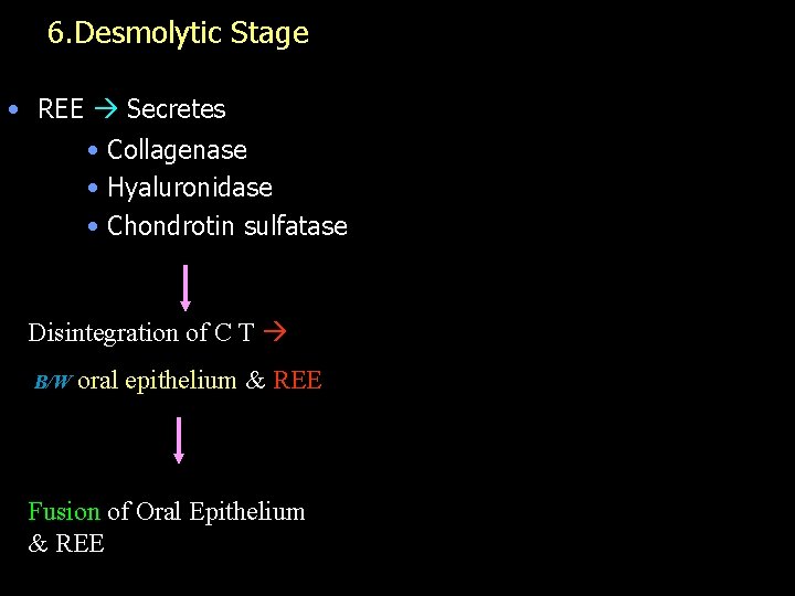 6. Desmolytic Stage • REE Secretes • Collagenase • Hyaluronidase • Chondrotin sulfatase Disintegration