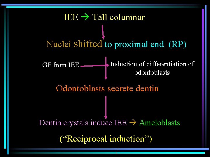IEE Tall columnar Nuclei shifted to proximal end (RP) GF from IEE Induction of