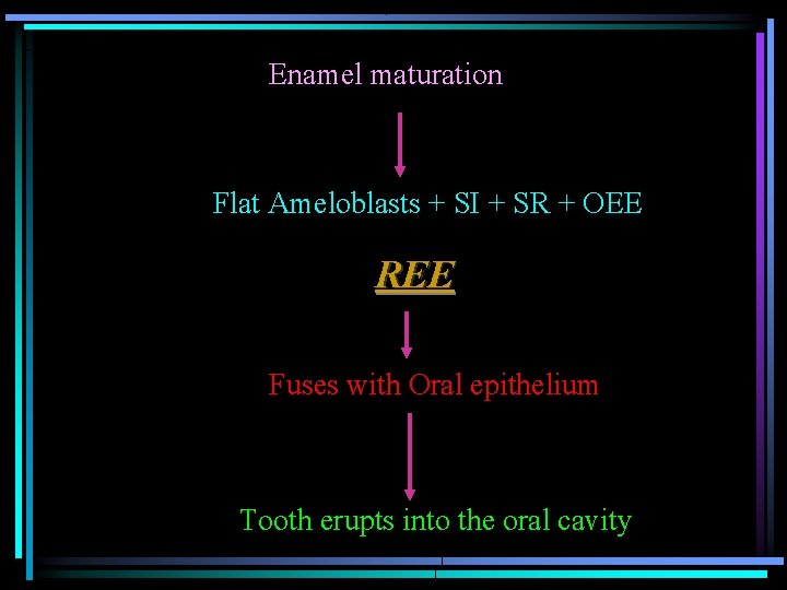 Enamel maturation Flat Ameloblasts + SI + SR + OEE REE Fuses with Oral