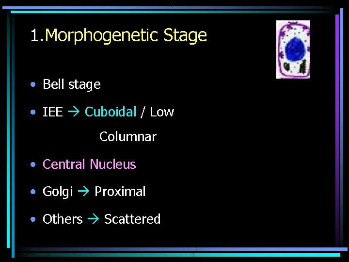 1. Morphogenetic Stage • Bell stage • IEE Cuboidal / Low Columnar • Central