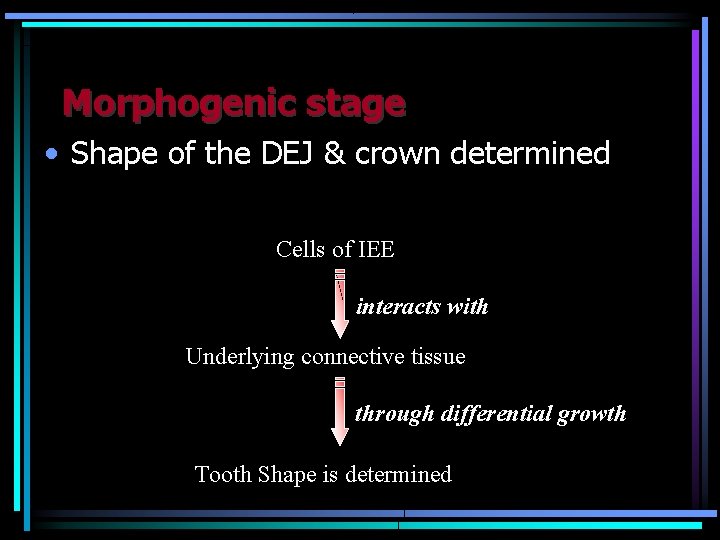 Morphogenic stage • Shape of the DEJ & crown determined Cells of IEE interacts