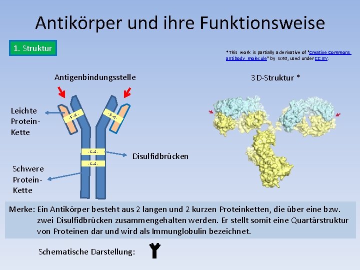 Antikörper und ihre Funktionsweise 1. Struktur *This work is partially a derivative of "Creative