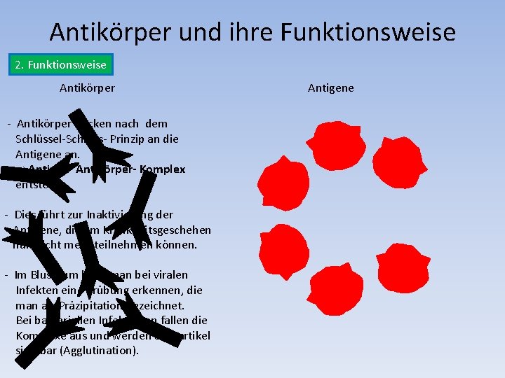 Antikörper und ihre Funktionsweise 2. Funktionsweise Antikörper - Antikörper docken nach dem Schlüssel-Schloss- Prinzip