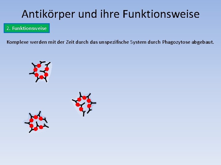 Antikörper und ihre Funktionsweise 2. Funktionsweise Komplexe werden mit der Zeit durch das unspezifische