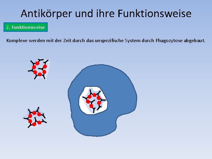 Antikörper und ihre Funktionsweise 2. Funktionsweise Komplexe werden mit der Zeit durch das unspezifische