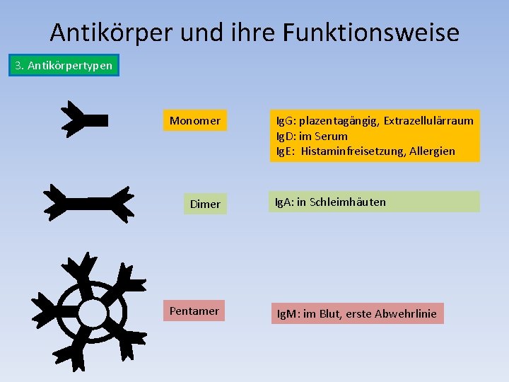 Antikörper und ihre Funktionsweise 3. Antikörpertypen Monomer Dimer Pentamer Ig. G: plazentagängig, Extrazellulärraum Ig.