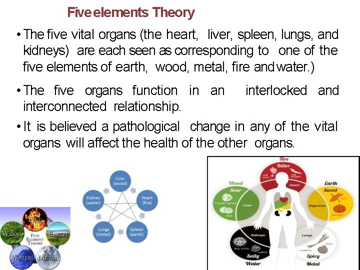 Five elements Theory • The five vital organs (the heart, liver, spleen, lungs, and