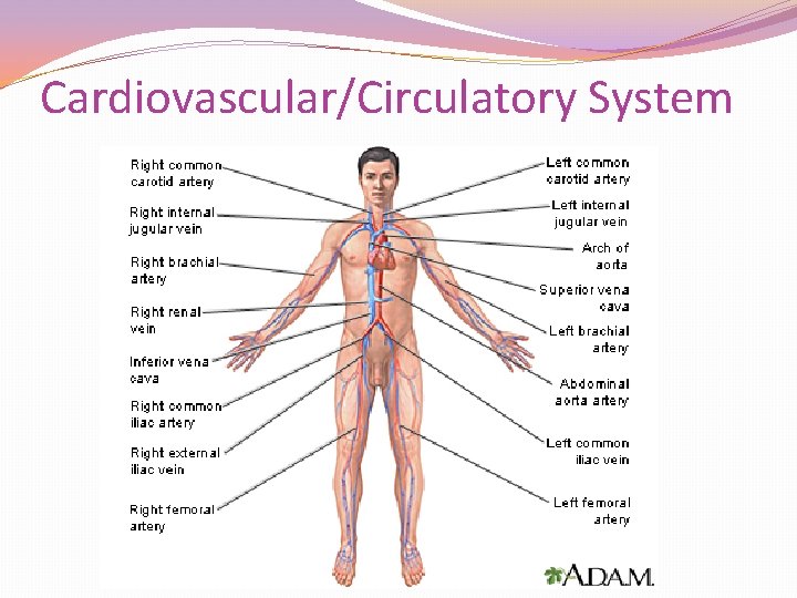 Cardiovascular/Circulatory System Cardiovascular/Circulatory System