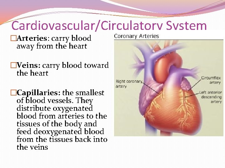 Cardiovascular System Illness Disease CardiovascularCirculatory System ...