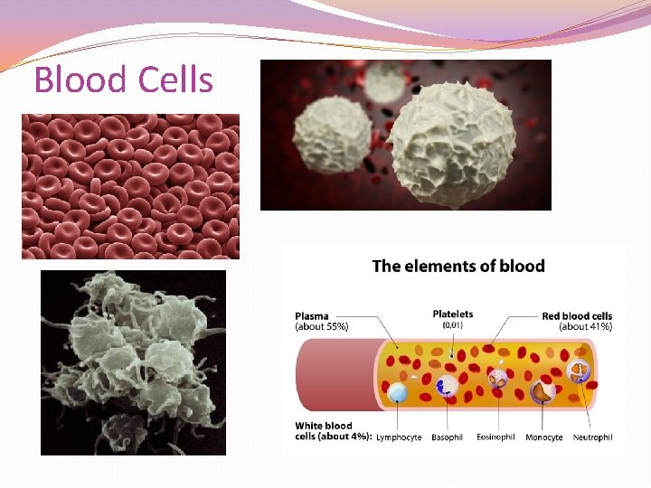 Blood Cells Blood Cells