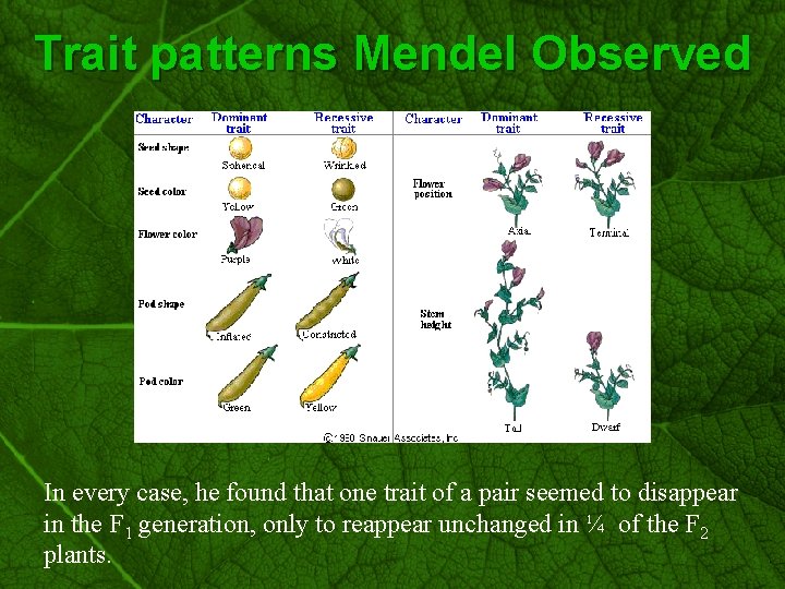 Slide 11 Trait patterns Mendel Observed In every case, he found that one trait