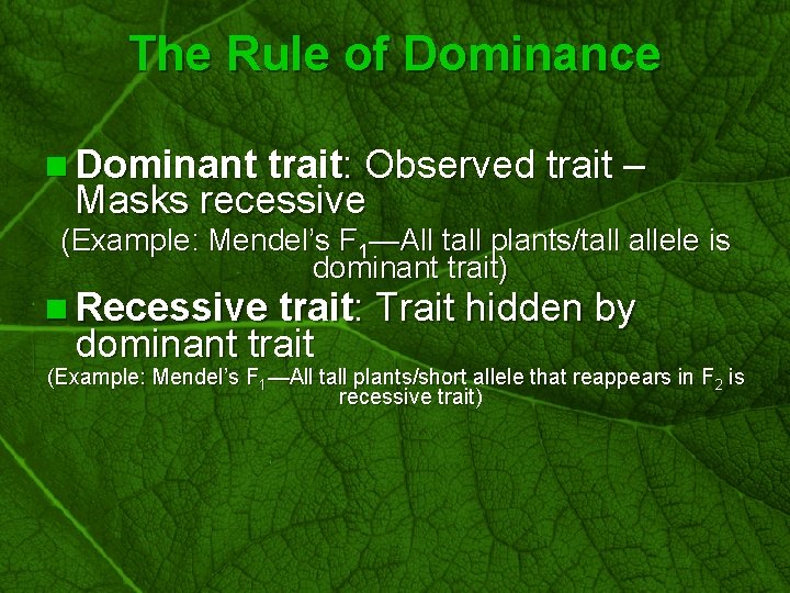 Slide 13 The Rule of Dominance n Dominant trait: Observed trait – Masks recessive