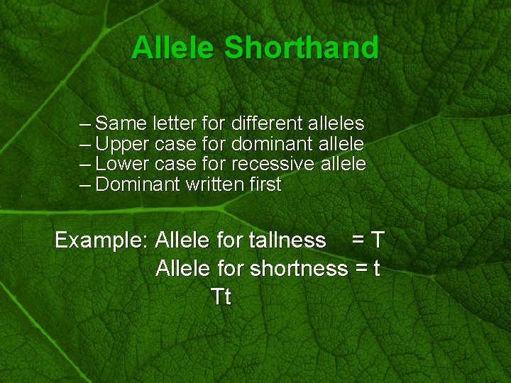 Slide 14 Allele Shorthand – Same letter for different alleles – Upper case for