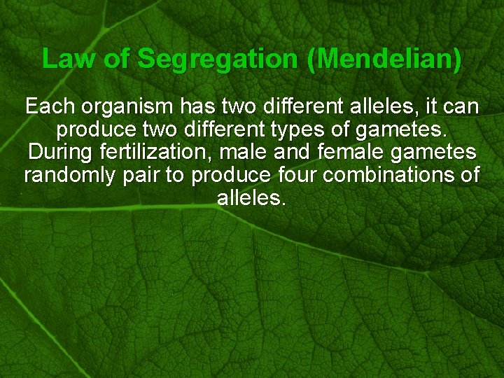 Slide 15 Law of Segregation (Mendelian) Each organism has two different alleles, it can