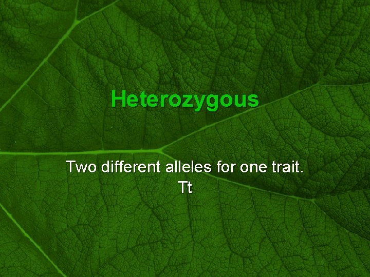 Slide 19 Heterozygous Two different alleles for one trait. Tt 