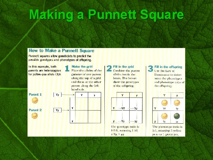 Slide 21 Making a Punnett Square 