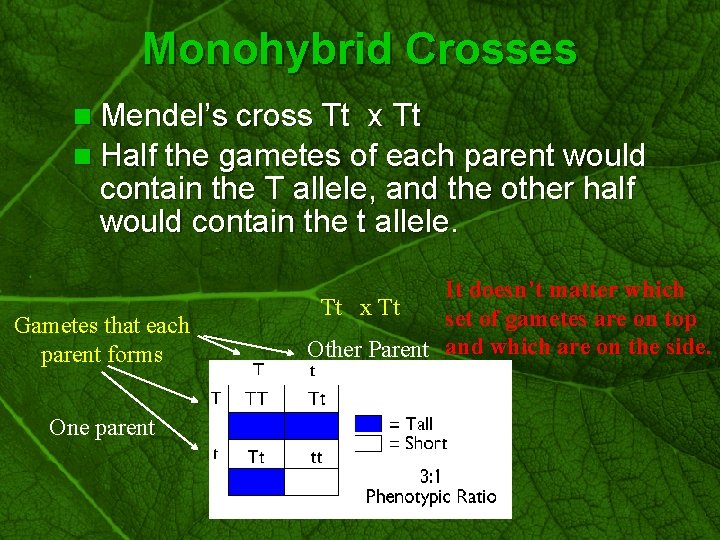 Slide 22 Monohybrid Crosses n Mendel’s cross Tt x Tt n Half the gametes