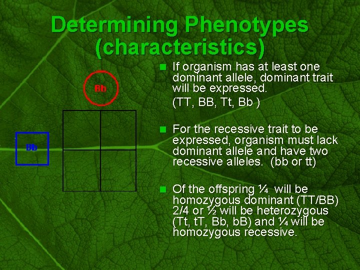 Slide 23 Determining Phenotypes (characteristics) n If organism has at least one dominant allele,