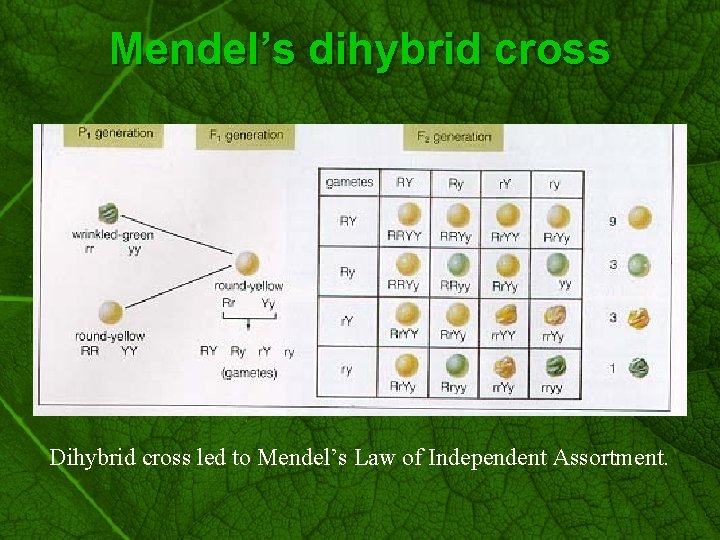 Slide 25 Mendel’s dihybrid cross Dihybrid cross led to Mendel’s Law of Independent Assortment.