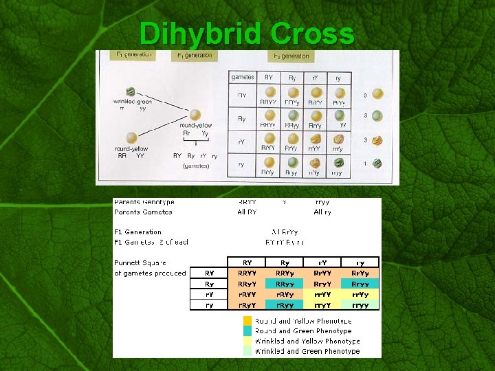 Slide 27 Dihybrid Cross 